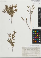 Foto von Salix myrsinifolia Salisb. x Salix repens L.
